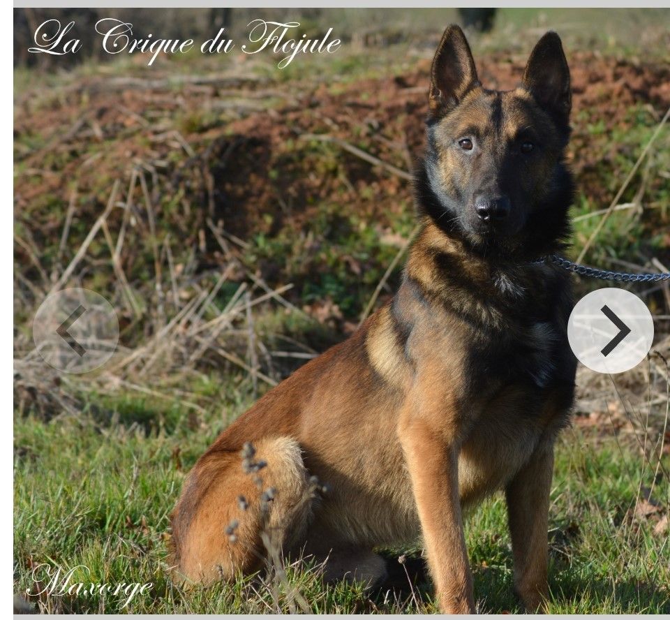 Mon chien Titre Initial